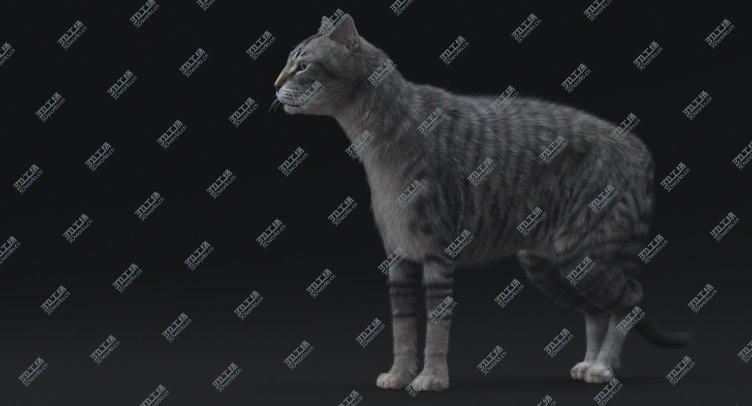 images/goods_img/202105072/Cat (Mackerel Tabby)RIGGED 3D model/1.jpg